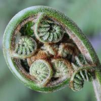 Dutch only - Evolution course