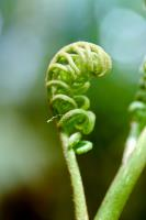 Guided tour: (gender)diversity in the plant kingdom