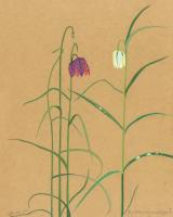 Painting Plants: Workshop met Matina Galati
